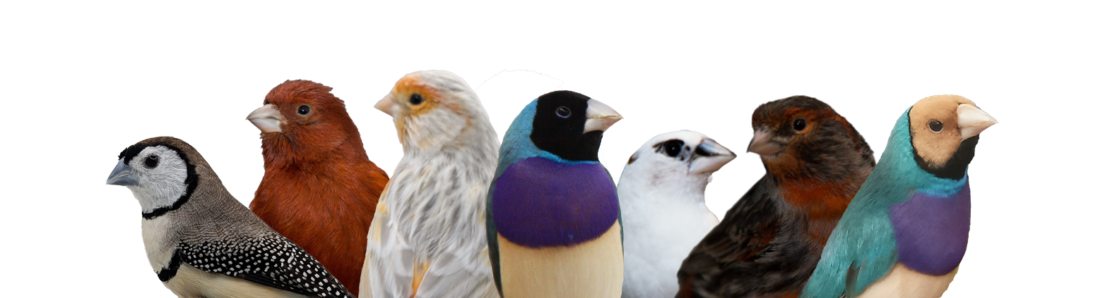 Couple of lovebirds on a branch